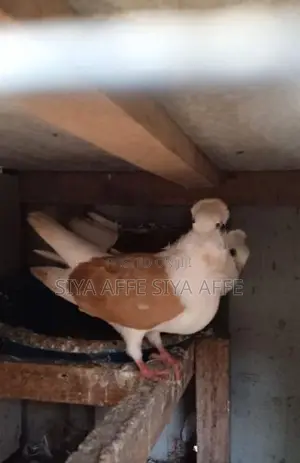 German Owl Pigeon