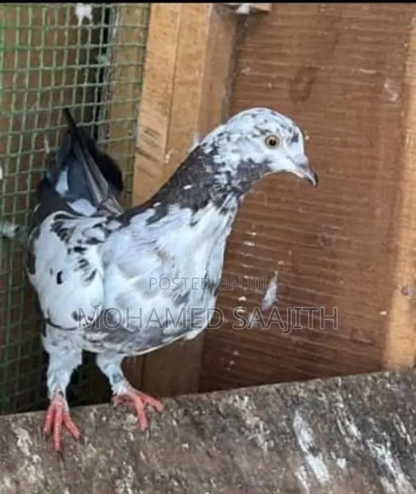 Pigeons