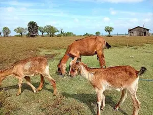 ஆடு Goat