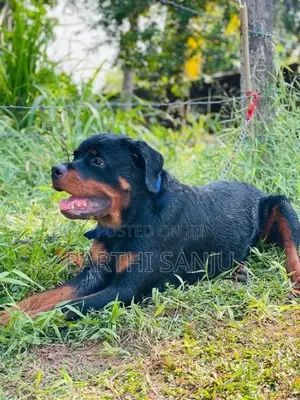 Rottweiler Female Dog