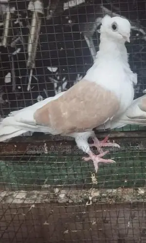 German Owl Pigeon