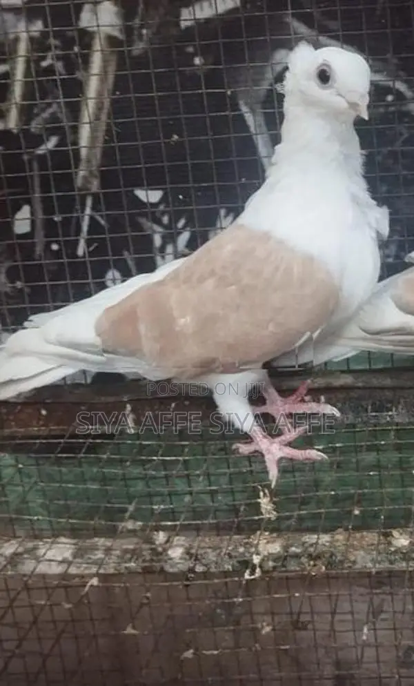 German Owl Pigeon