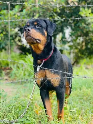 Rottweiler Female Dog