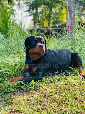 Rottweiler Female Dog