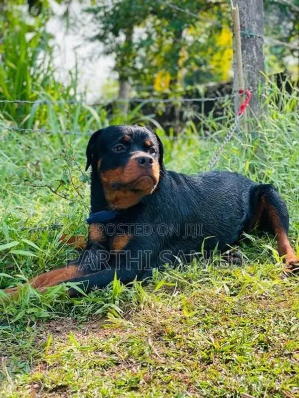 Rottweiler Female Dog