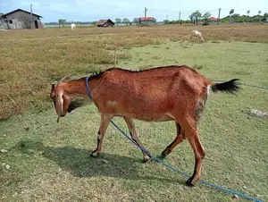 ஆடு Goat