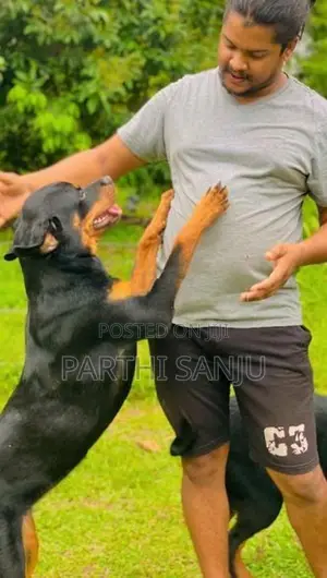 Rottweiler Female Dog
