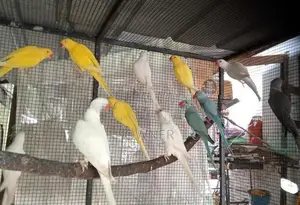 Ringneck Birds