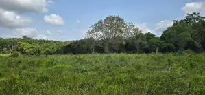 Land for Sale in Dambulla - අක්කර 4.5 ක අනර්ඝ වගා ඉඩමක් විකිණීමට!