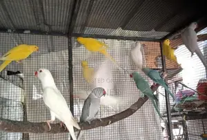 Ringneck Birds