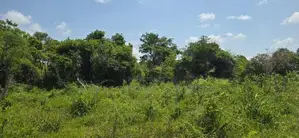 Land for Sale in Dambulla - අක්කර 4.5 ක අනර්ඝ වගා ඉඩමක් විකිණීමට!