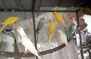 Ringneck Birds