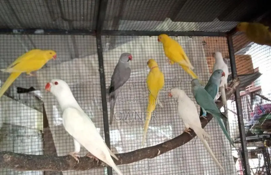 Ringneck Birds