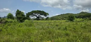 Land for Sale in Dambulla - අක්කර 4.5 ක අනර්ඝ වගා ඉඩමක් විකිණීමට!