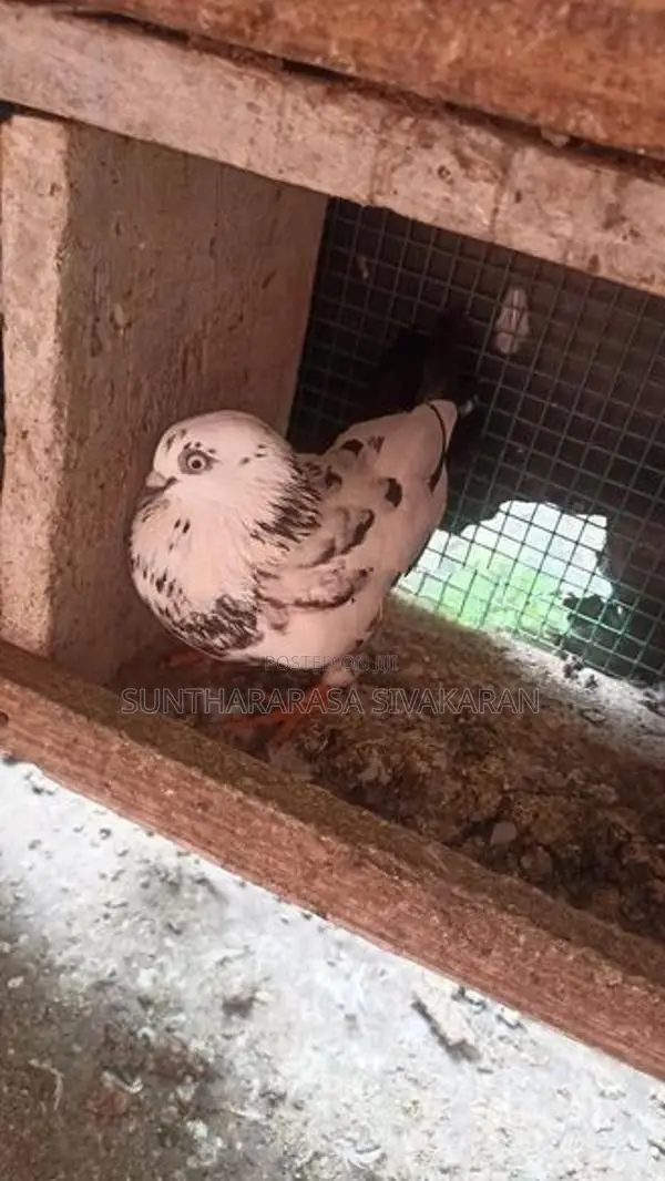 Taming Pigeon