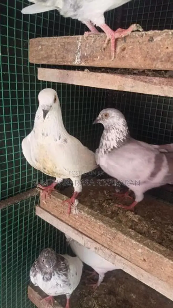 Taming Pigeon