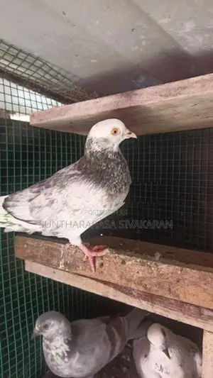 Taming Pigeon