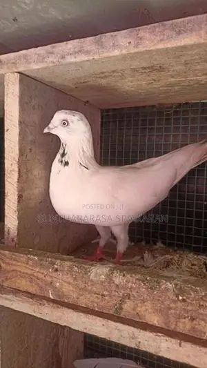 Taming Pigeon