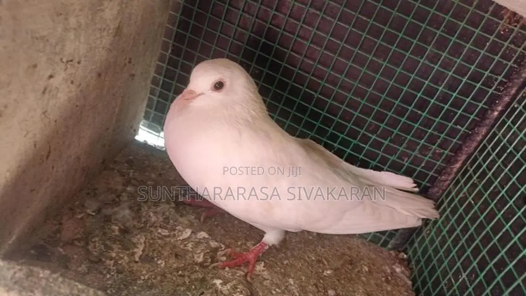 Taming Pigeon