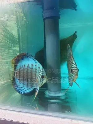 Discus Comferm Pair Fish