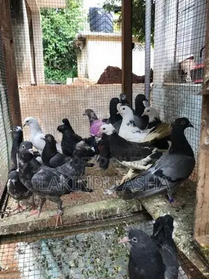 Pigeons