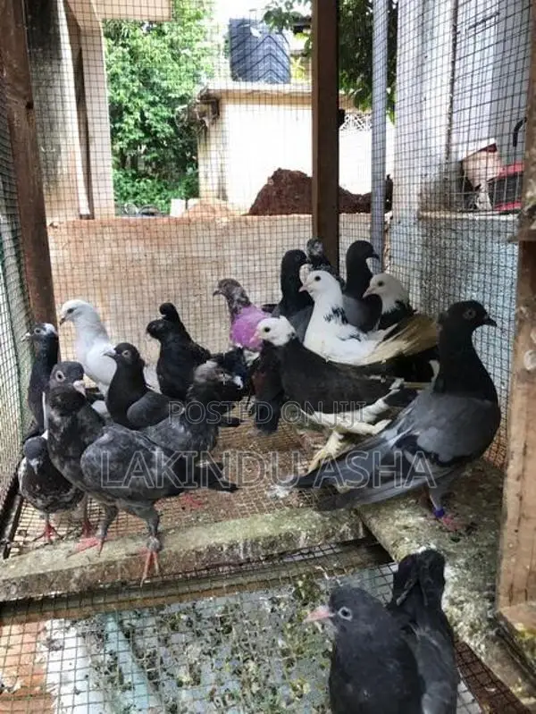 Pigeons