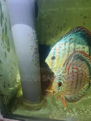 Discus Comferm Pair Fish