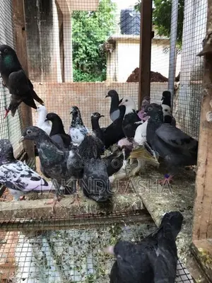Pigeons