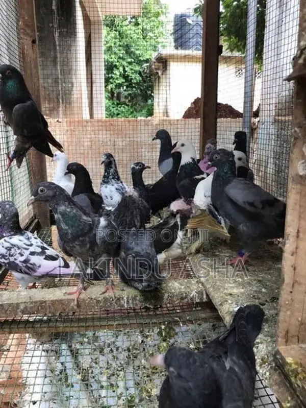 Pigeons