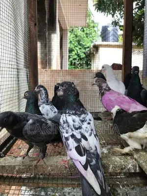 Pigeons