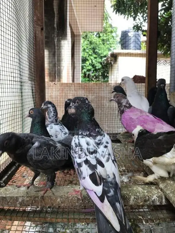 Pigeons