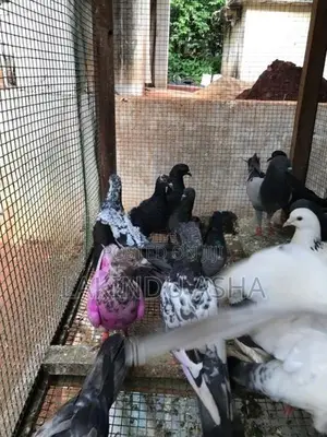 Pigeons