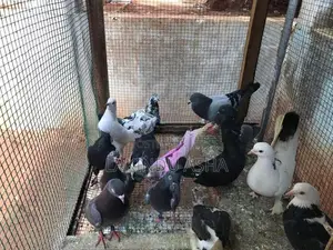 Pigeons