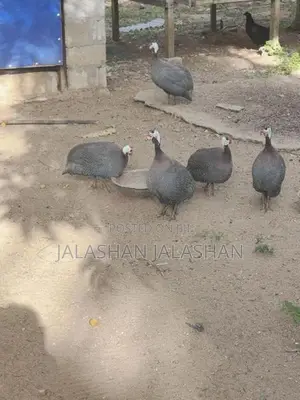 கினிக் கோழிகள்