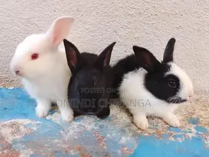 Baby Rabbits