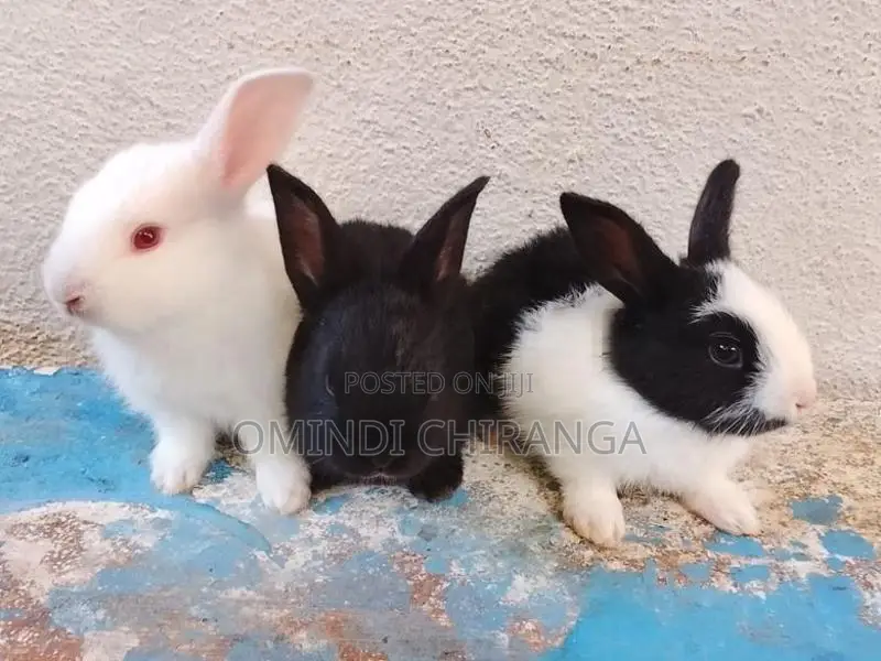 Baby Rabbits