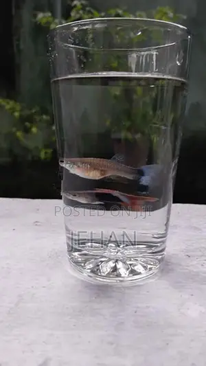 Guppy Fish