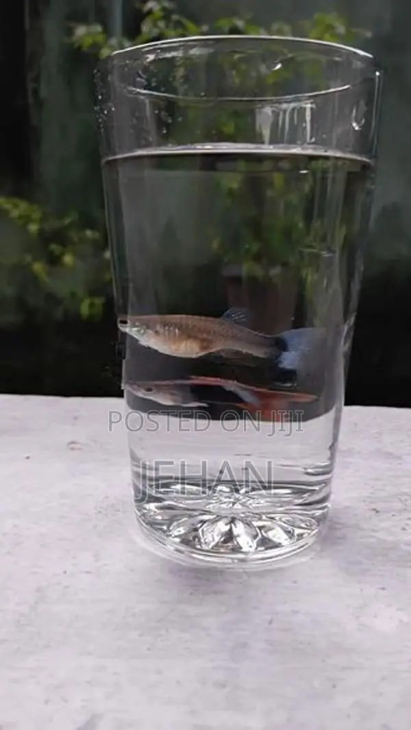 Guppy Fish