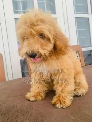 Poodle Puppies