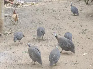 கினிக் கோழிகள்