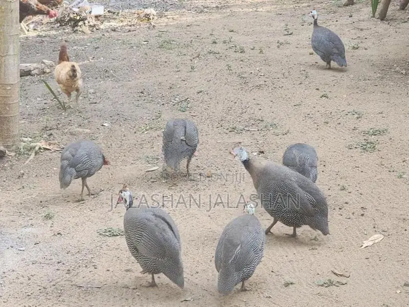 கினிக் கோழிகள்