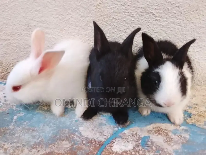 Baby Rabbits