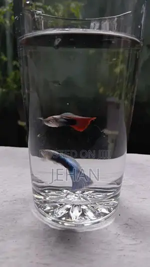 Guppy Fish