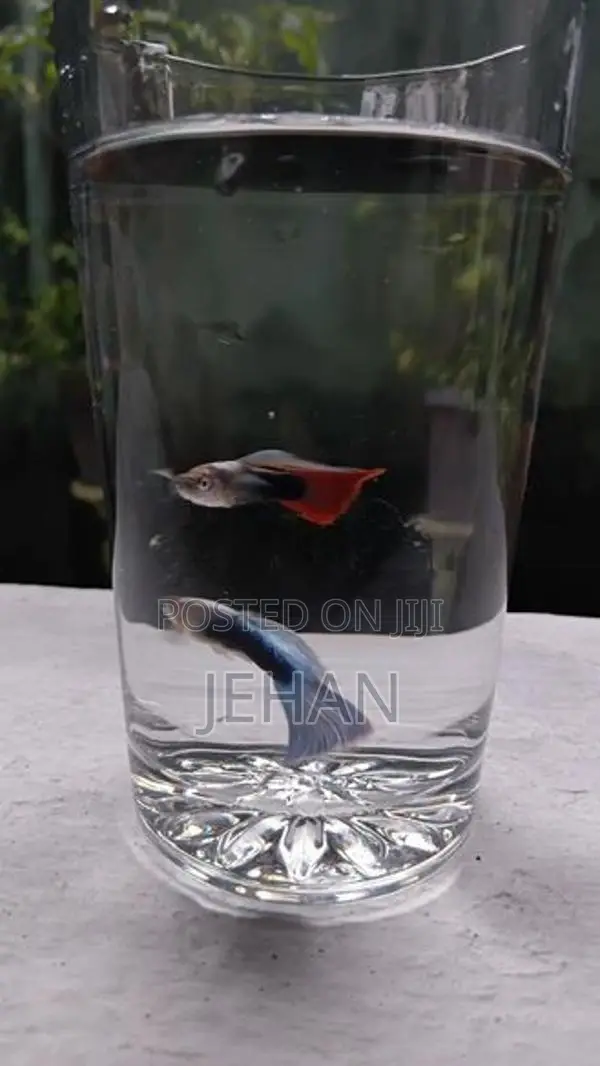 Guppy Fish