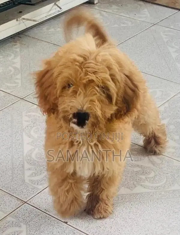 Poodle Puppies