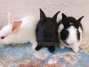 Baby Rabbits