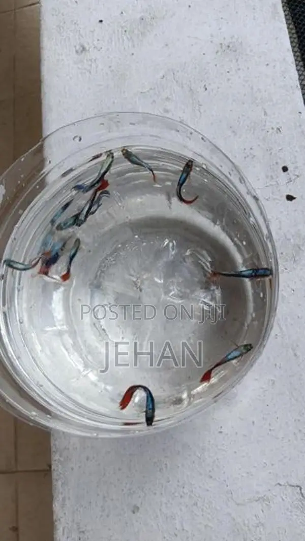 Guppy Fish