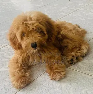 Poodle Puppies