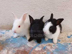 Baby Rabbits