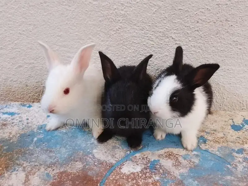 Baby Rabbits